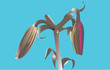 Lily buds