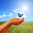 Blauer Schmetterling