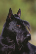 portrait d'un scottish terrier noir de trois quart dehors portrait d'un scottish terrier noir de trois quart dehors