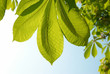 Green leaves of chestnut.