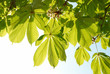 Green leaves of chestnut.
