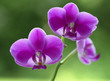 Quadro orchid natural flower
