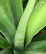 agave mexicaine