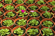floral background