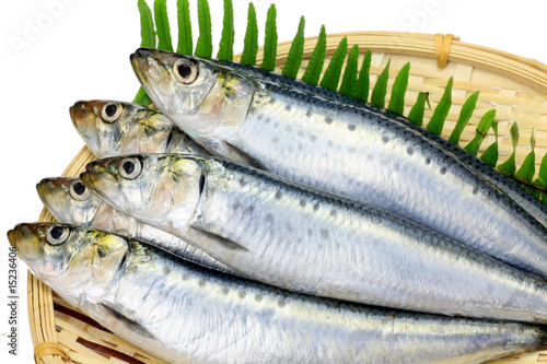 Photo: sardine sardine