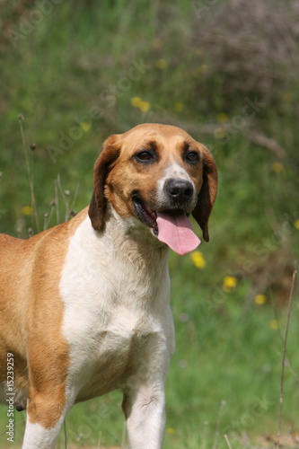 anglo français de petite vénerie adulte statique et joyeux de Dogs ...