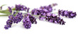lavender flowers