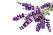 lavender flowers