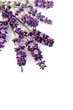 lavender flowers