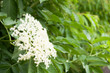 Elderberry flower on bush