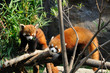 Red panda