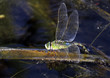 Libellule pondant dans l'eau