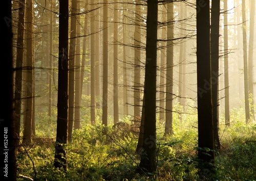 Foto: Abendstimmung im Wald Abendstimmung im Wald