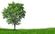 Junger Ahornbaum auf Wiese Junger Ahornbaum auf Wiese