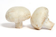 champignons de paris