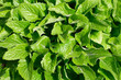 Real green leaves