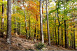 HerbstWald