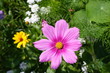 Kosmeenblüte