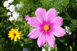 Blumenbeet