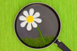camomile from fried eggs on frying pan