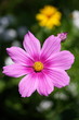 Kosmeenblüte