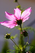 Kosmeenblüte im Gegenlicht