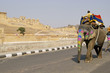 Elephant Taxi Elephant Taxi