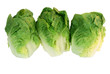 3 salade sucrine 3 salade sucrine