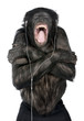 Monkey listening music
