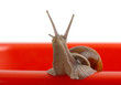 Garden snail on red