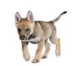 Young European wolf - Canis lupus lupus Young European wolf - Canis lupus lupus
