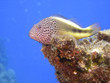 Bunte Unterwasserwelt mit Fischen und Korallen