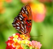 Gulf Fritillary Gulf Fritillary