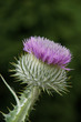 Stacheldistel