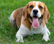 beagle