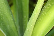 coeur d'agave