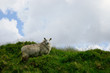 Mouton