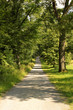 Waldweg