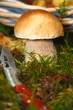Steinpilz 3523