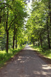Waldweg