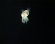 Cuttlefish (D039)
