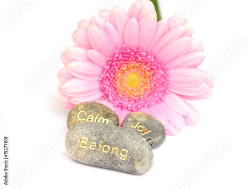Photo: gerbera and stones gerbera and stones