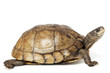 Coahuilan Box Turtle