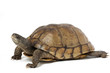 Coahuilan Box Turtle Coahuilan Box Turtle