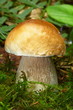Steinpilz 3556