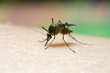 Mosquito sucking blood.