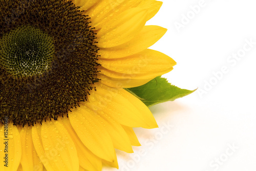 Foto: Sonnenblume Ausschnitt Sonnenblume Ausschnitt