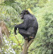 Foto: Chimp in Tree Chimp in Tree