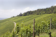 Weinberg im Sommer 1 - vineyard in summer 1