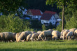Schafherde im Taunus bei Engenhahn, Hessen